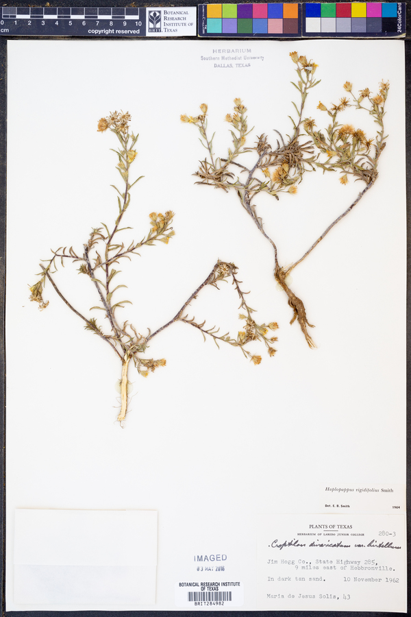 Haplopappus image