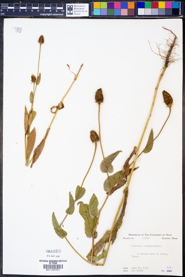 Rudbeckia amplexicaulis image