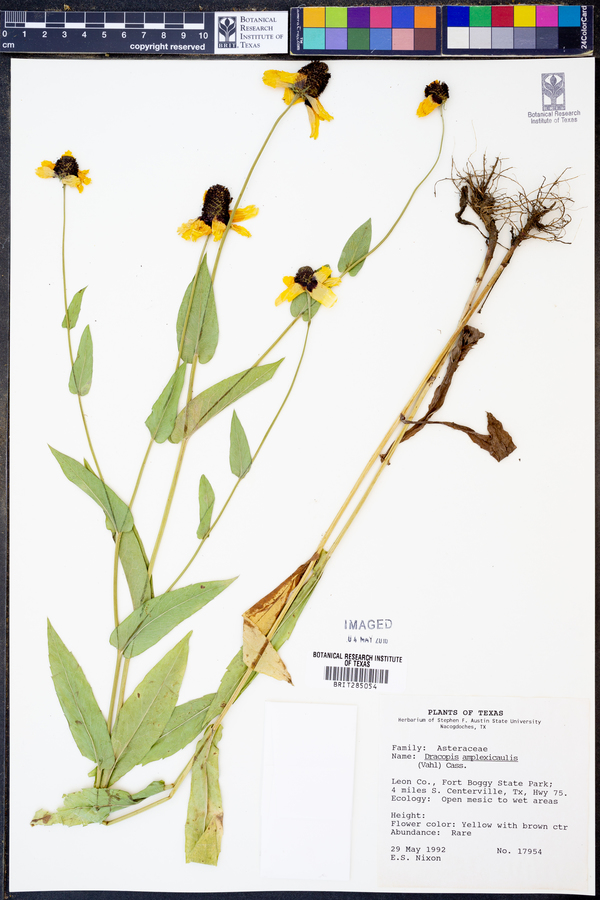 Rudbeckia amplexicaulis image