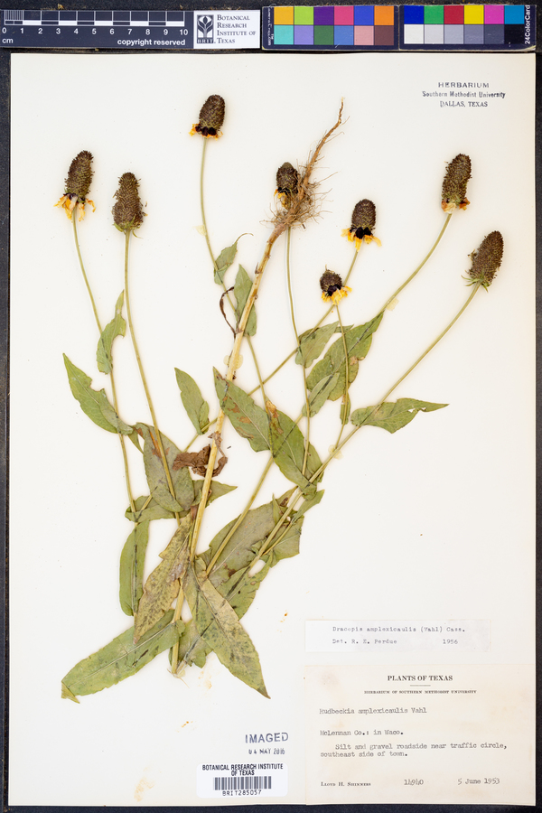 Rudbeckia amplexicaulis image