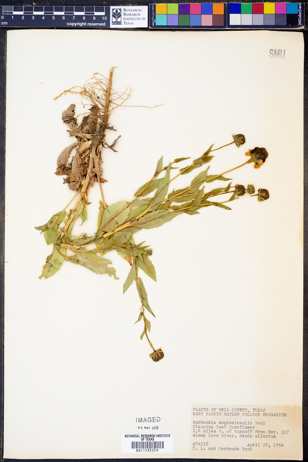 Rudbeckia amplexicaulis image