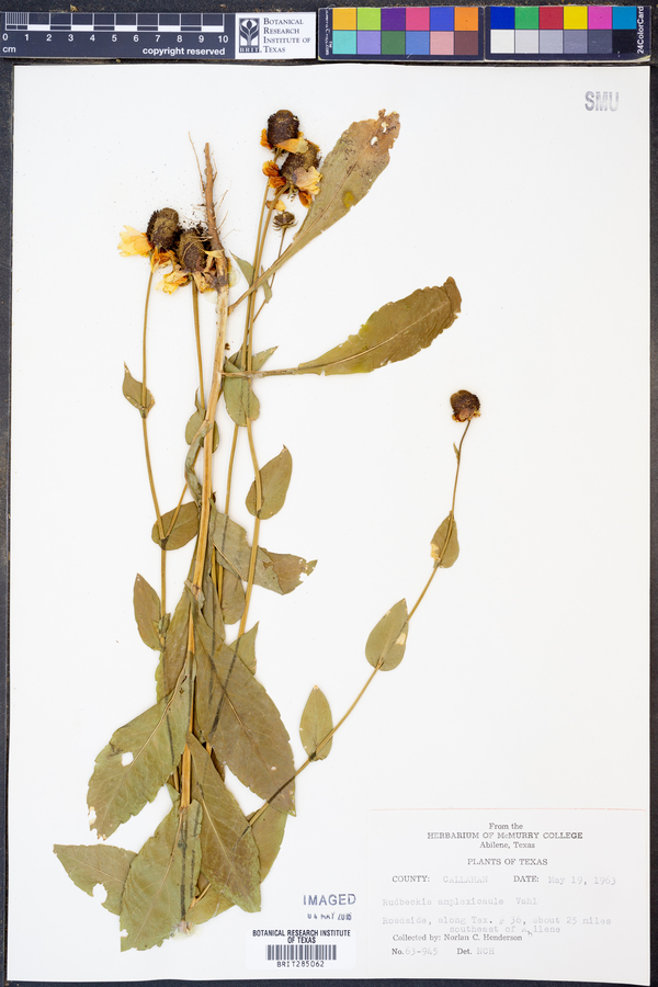 Rudbeckia amplexicaulis image