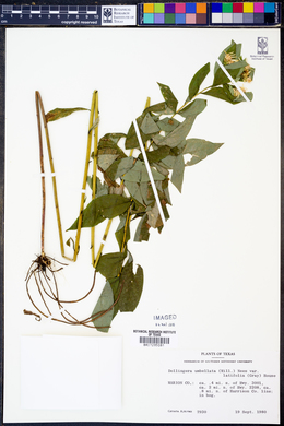 Doellingeria umbellata var. latifolia image