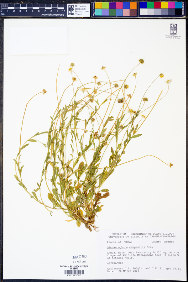Dichaetophora image