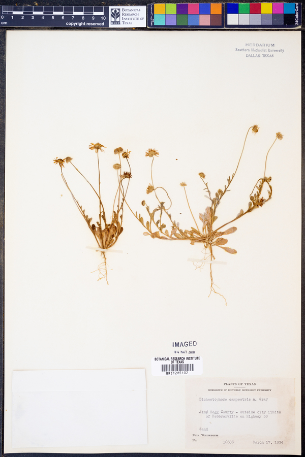 Dichaetophora campestris image