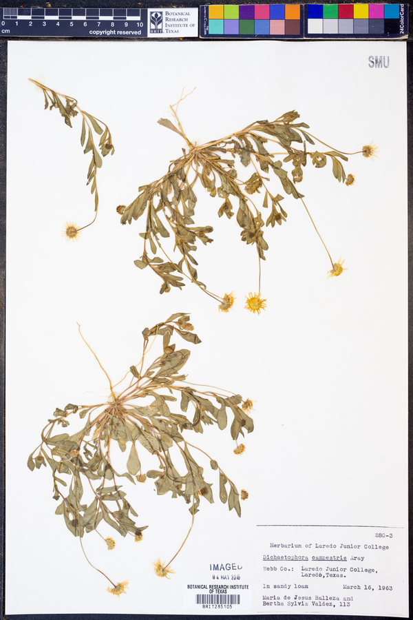 Dichaetophora image