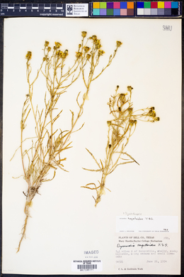 Dysodiopsis tagetoides image