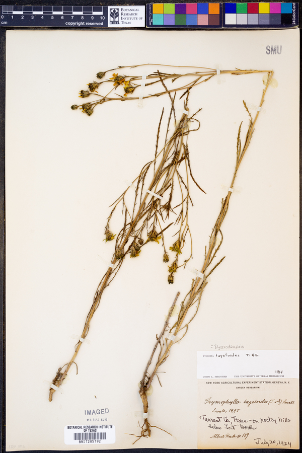 Dysodiopsis tagetoides image