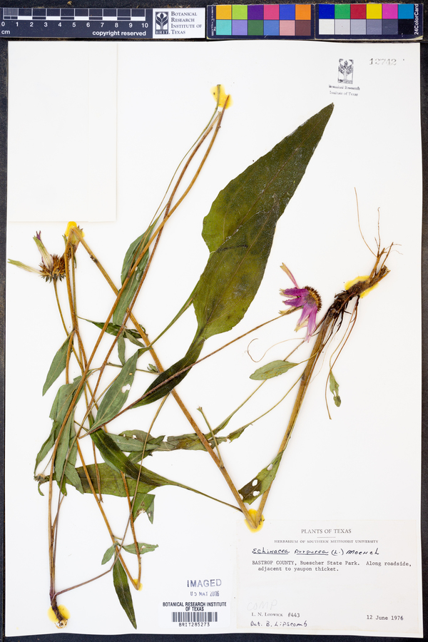 Echinacea purpurea image