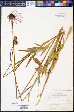 Echinacea sanguinea image