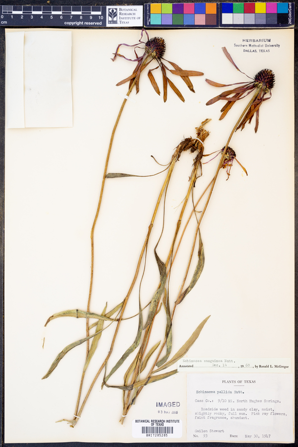 Echinacea image