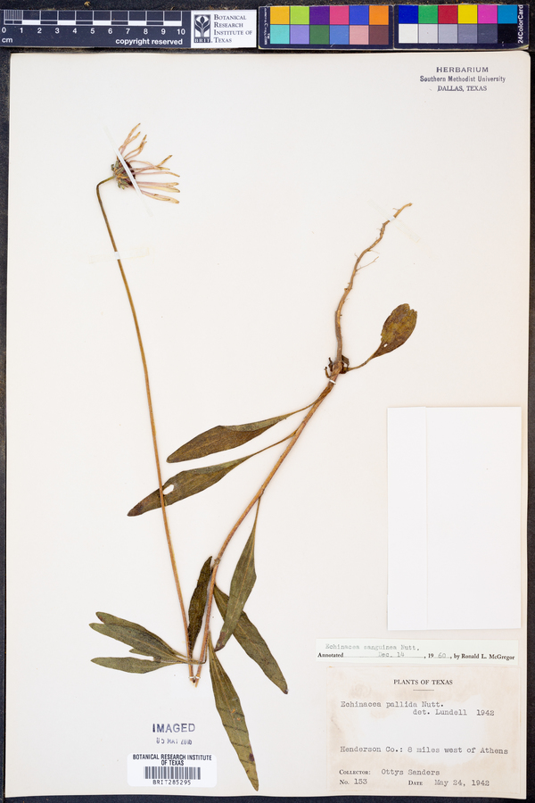 Echinacea sanguinea image