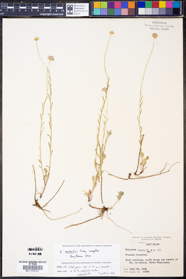 Erigeron modestus image