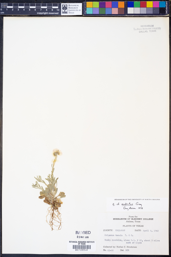 Erigeron modestus image