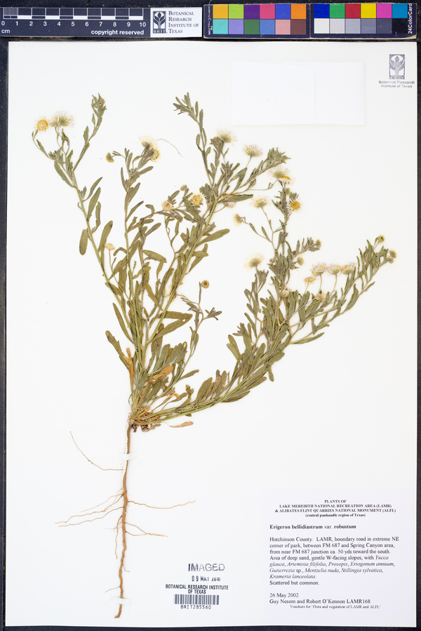 Erigeron bellidiastrum var. robustus image