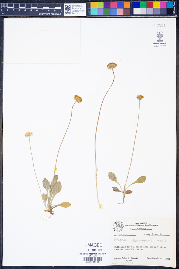 Erigeron procumbens image