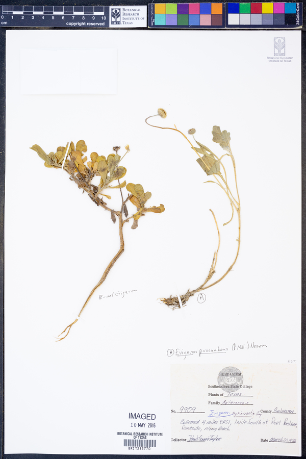 Erigeron procumbens image