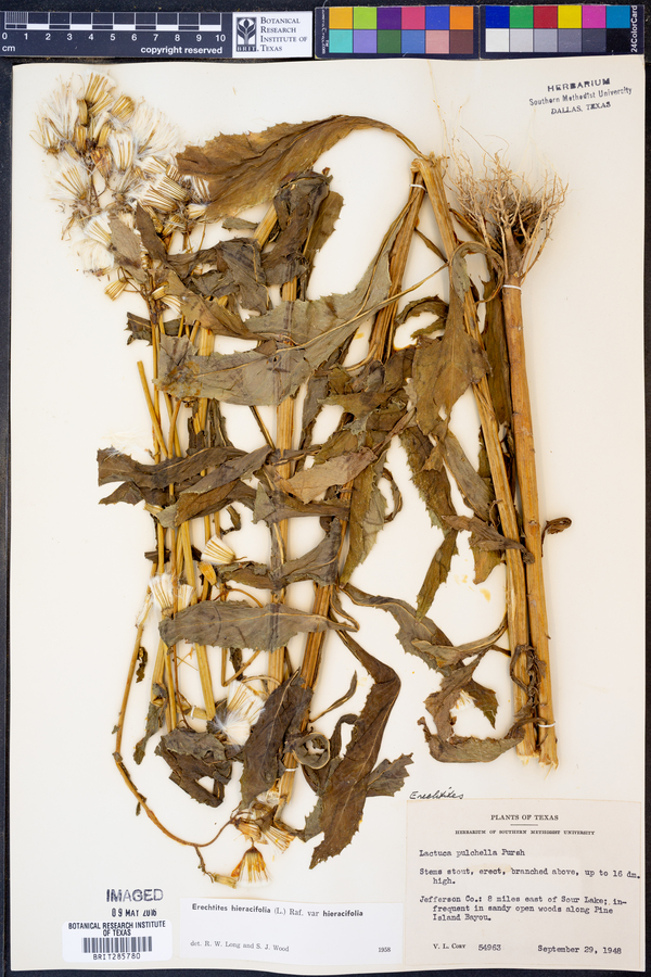 Erechtites hieraciifolia var. hieraciifolia image