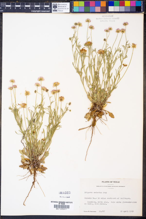 Erigeron modestus image