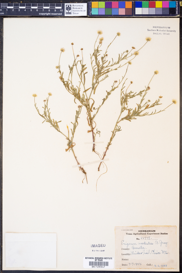 Erigeron modestus image