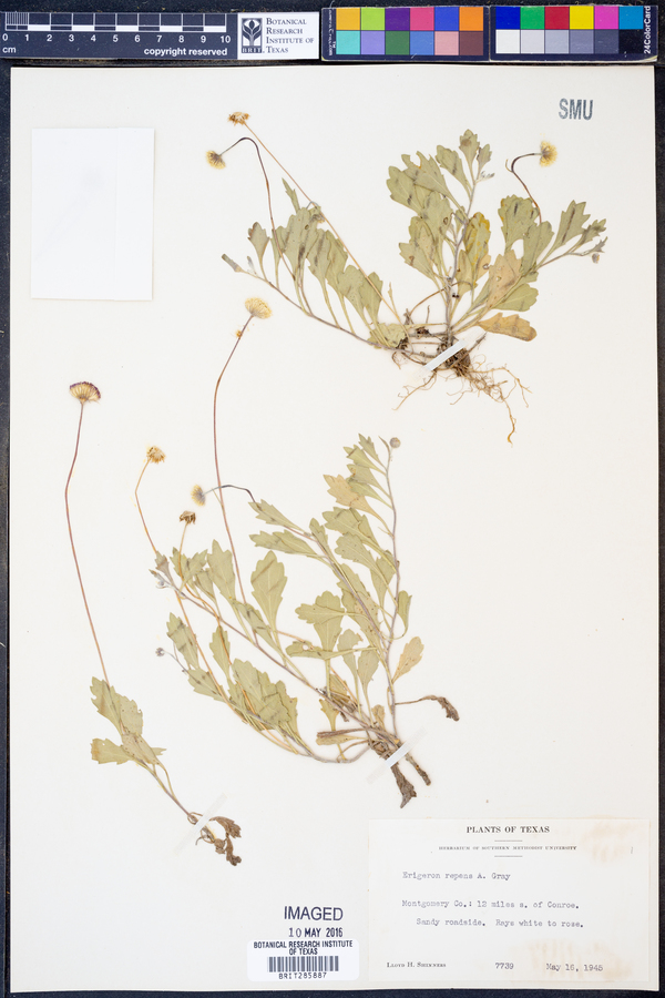 Erigeron procumbens image