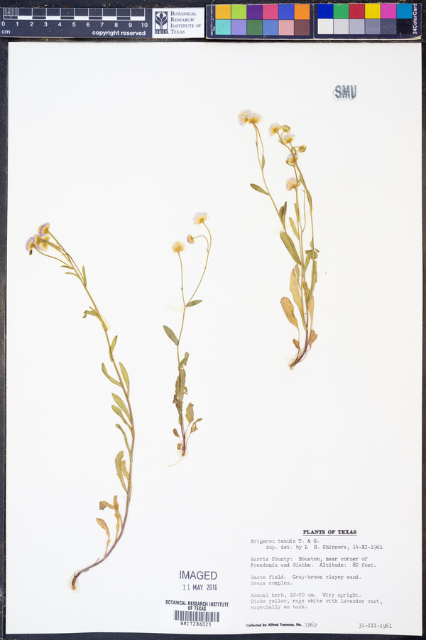 Erigeron tenuis image