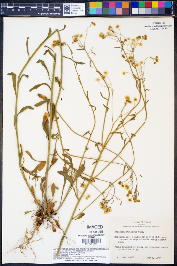 Erigeron strigosus image