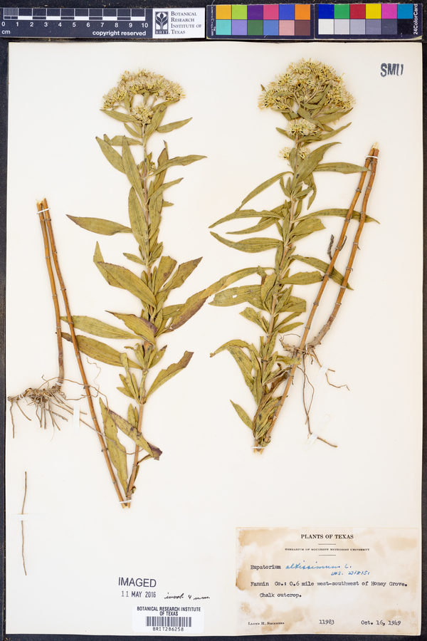 Eupatorium altissimum image