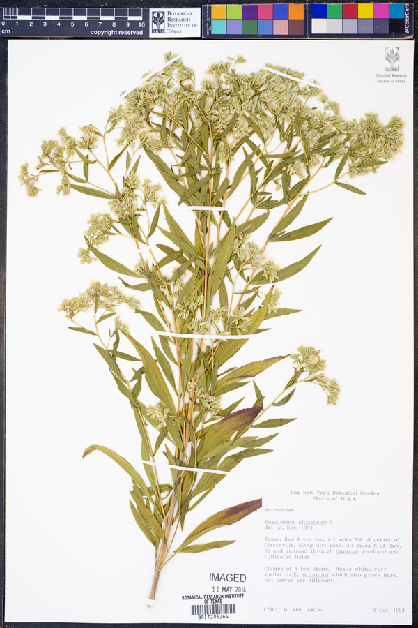 Eupatorium altissimum image