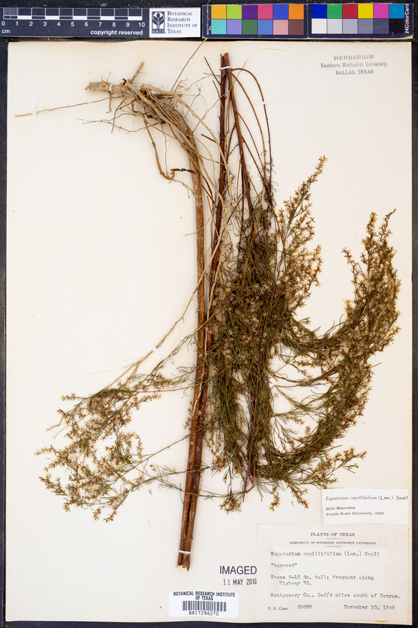 Eupatorium capillifolium image
