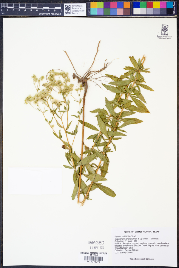 Eupatorium lancifolium image