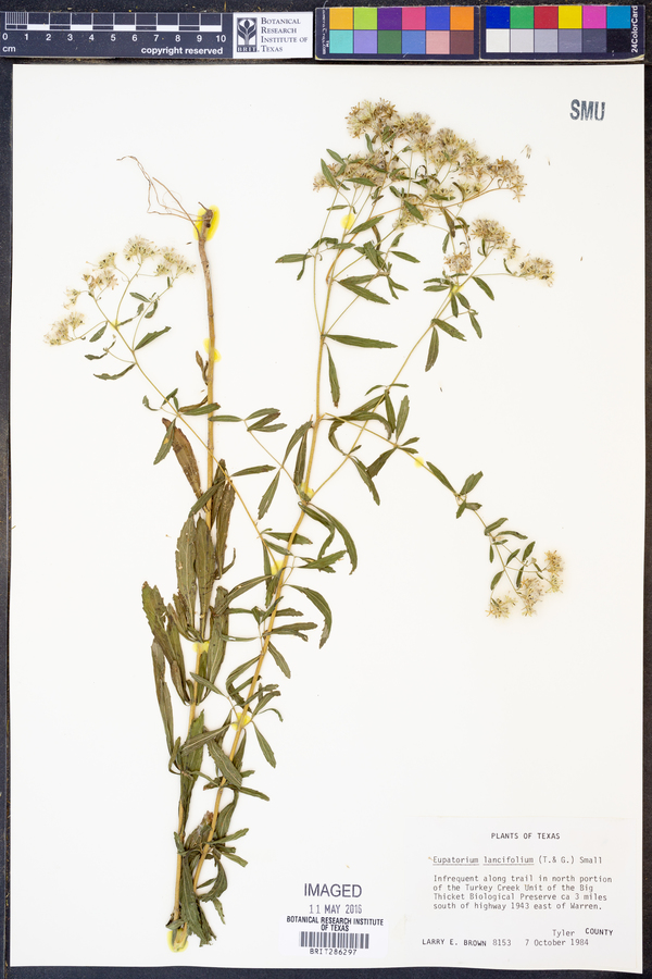 Eupatorium lancifolium image