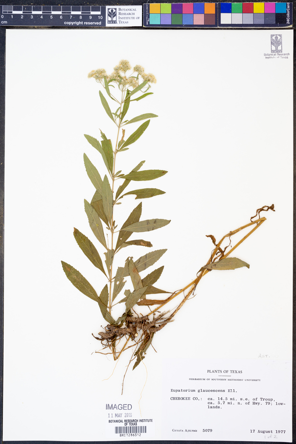 Eupatorium glaucescens image