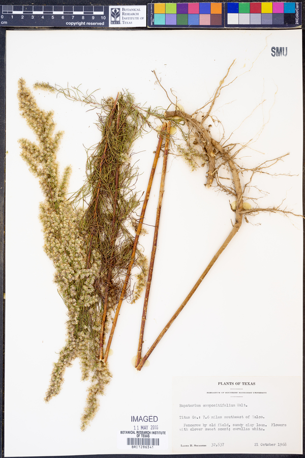 Eupatorium compositifolium image