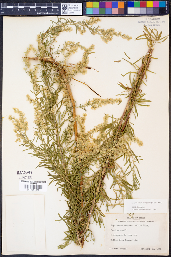 Eupatorium compositifolium image