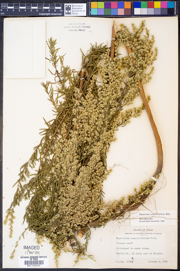 Eupatorium compositifolium image