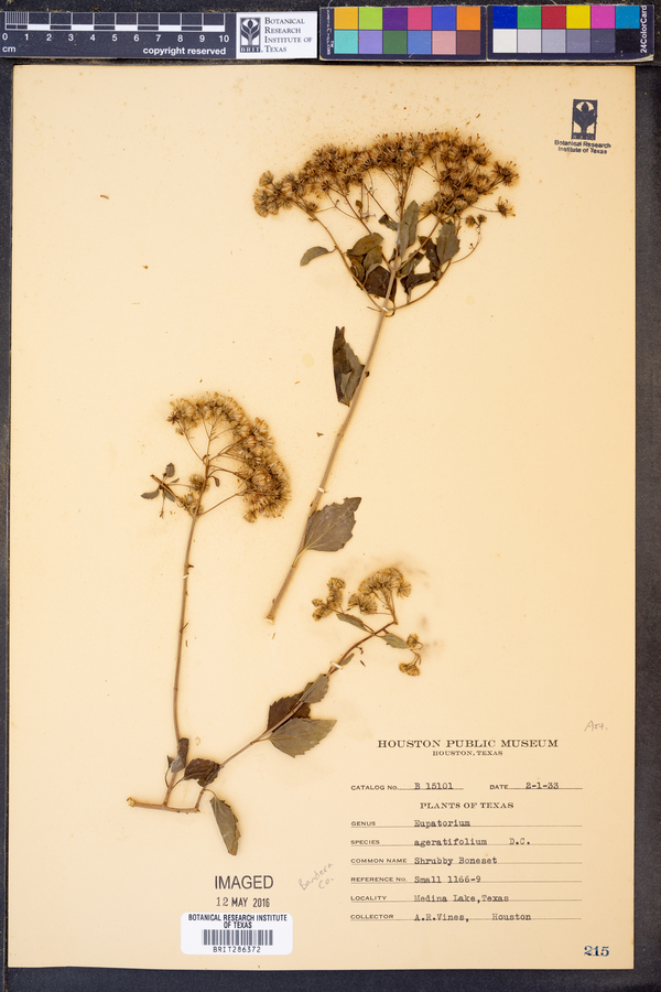 Eupatorium ageratifolium image