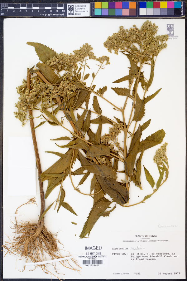 Eupatorium serotinum image