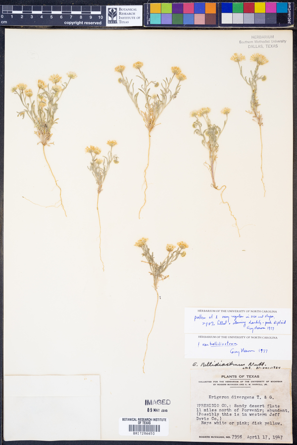 Erigeron bellidiastrum var. bellidiastrum image