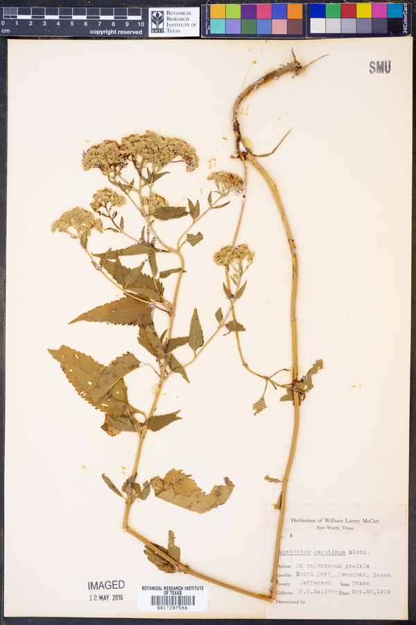 Eupatorium serotinum image