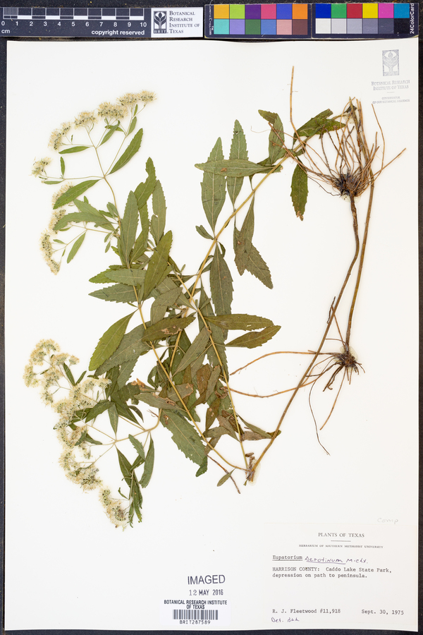Eupatorium serotinum image