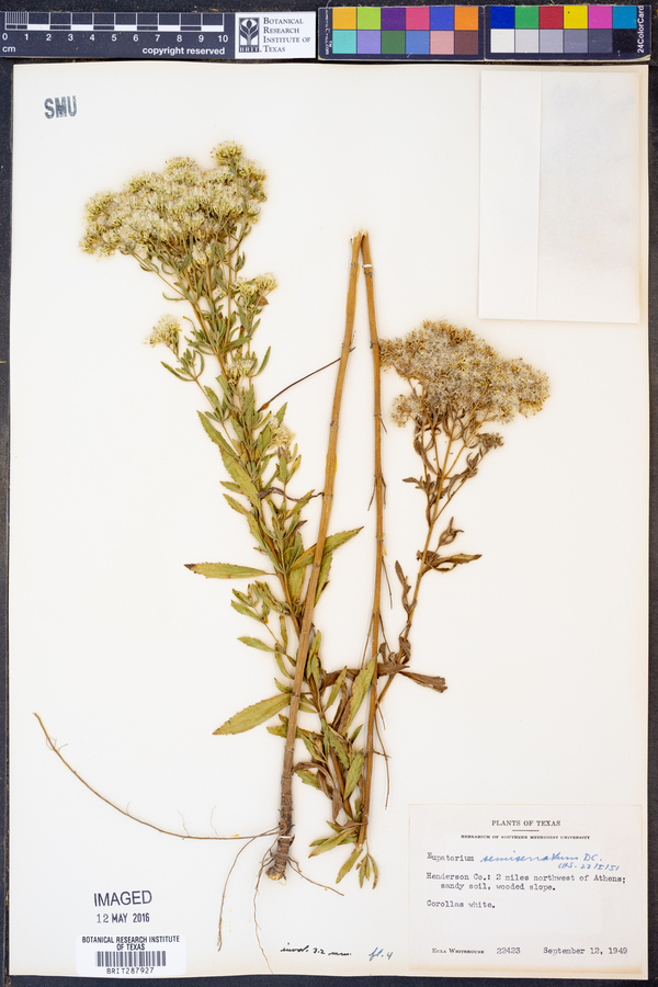 Eupatorium semiserratum image