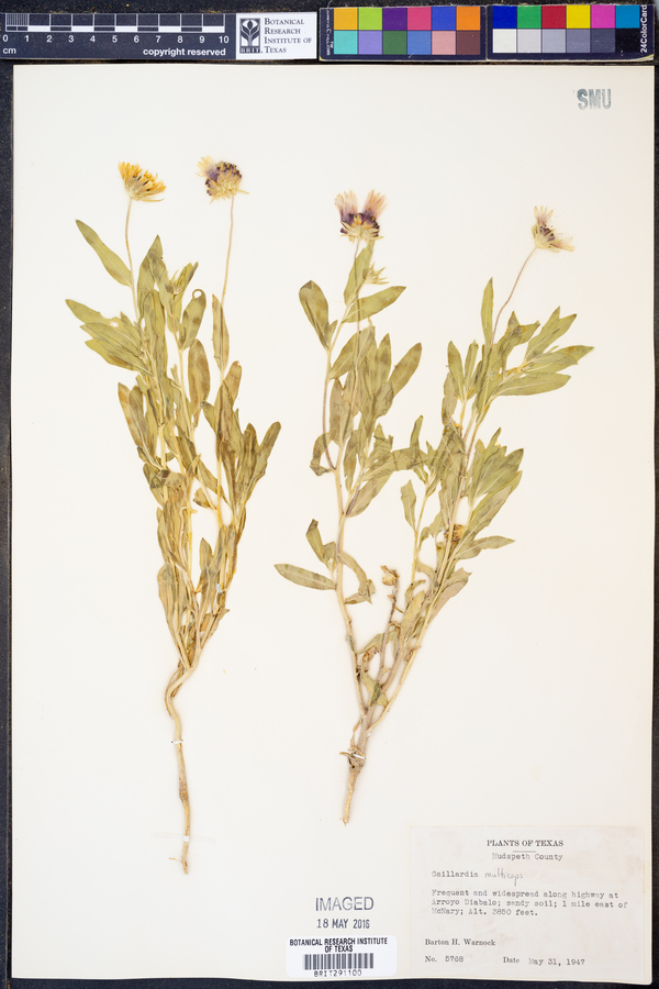 Gaillardia multiceps image