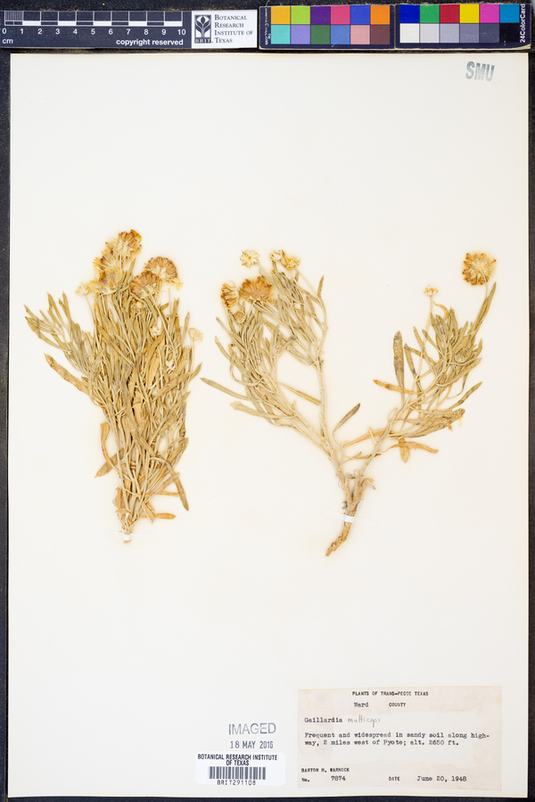 Gaillardia multiceps image