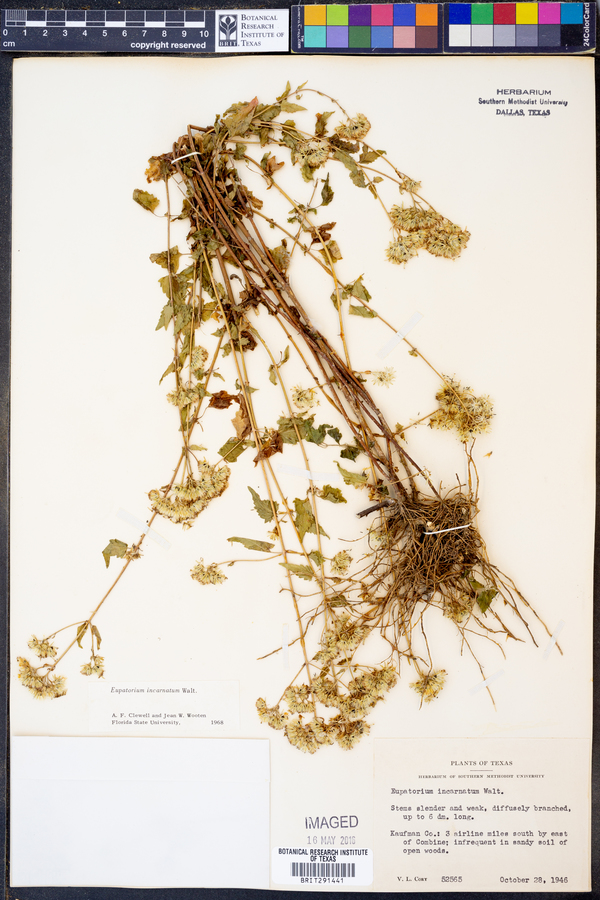 Fleischmannia image