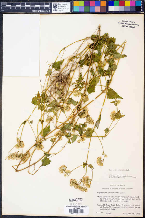 Fleischmannia incarnata image