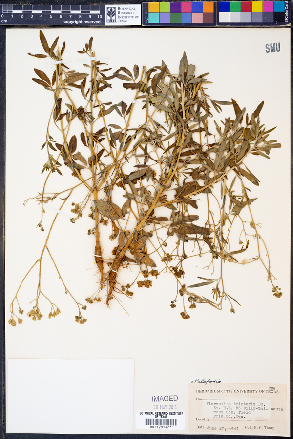 Florestina image