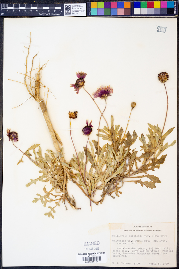 Gaillardia pulchella var. picta image