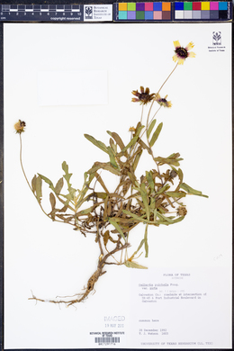 Gaillardia pulchella var. picta image