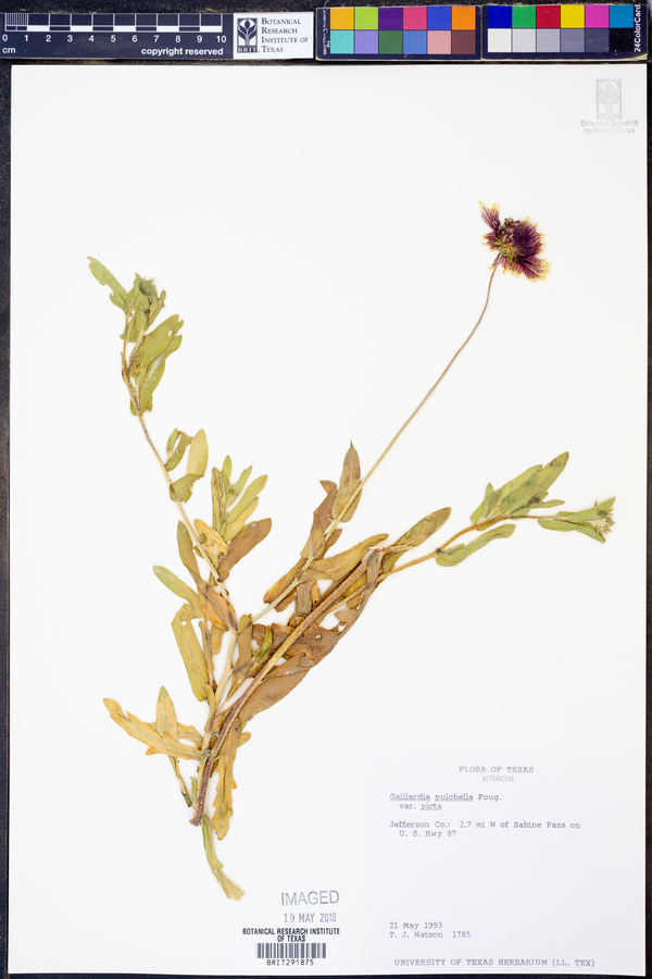 Gaillardia pulchella var. picta image